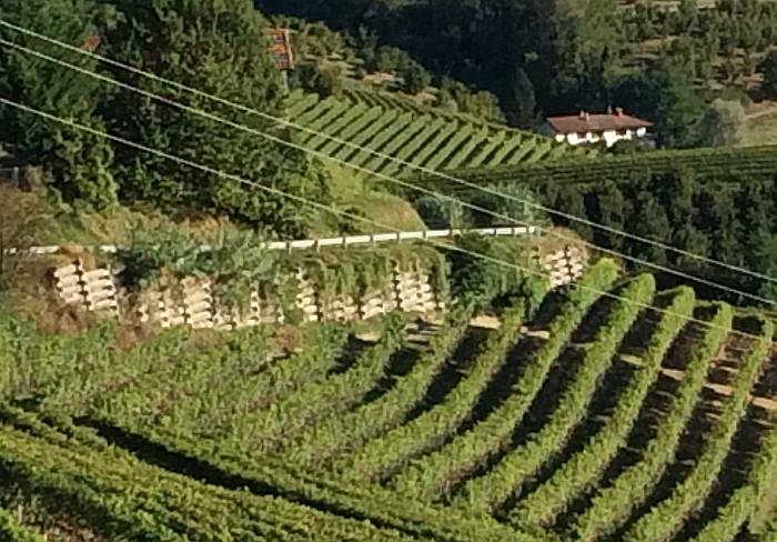 Vista panoramica di muro cellulare in fase di rinverdimento